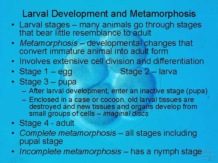 Larval Development and Metamorphosis • Larval stages – many animals go through stages that