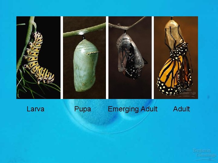 Larva Pupa Emerging Adult 