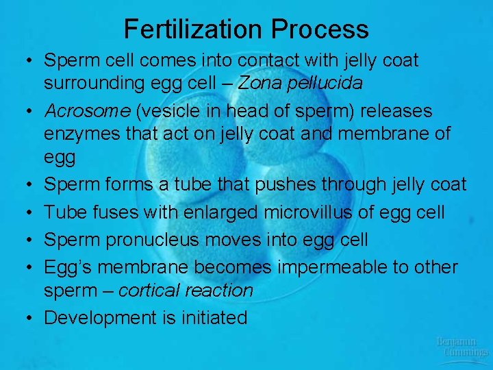 Fertilization Process • Sperm cell comes into contact with jelly coat surrounding egg cell