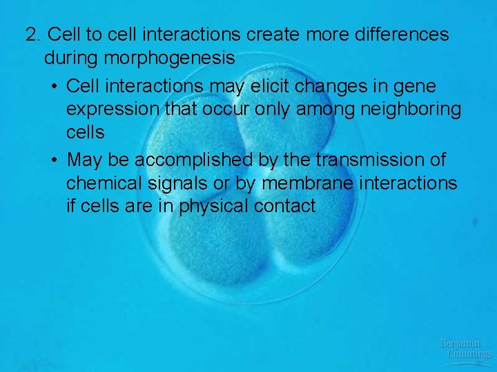 2. Cell to cell interactions create more differences during morphogenesis • Cell interactions may