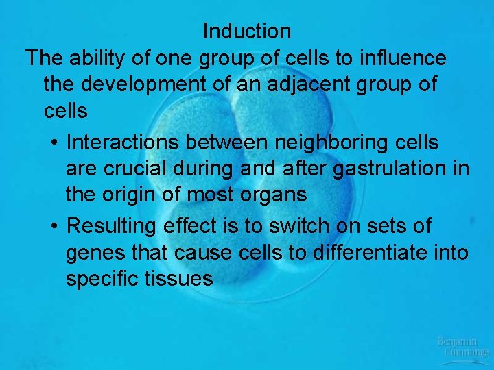 Induction The ability of one group of cells to influence the development of an