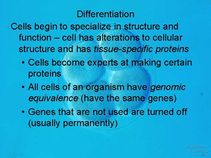 Differentiation Cells begin to specialize in structure and function – cell has alterations to