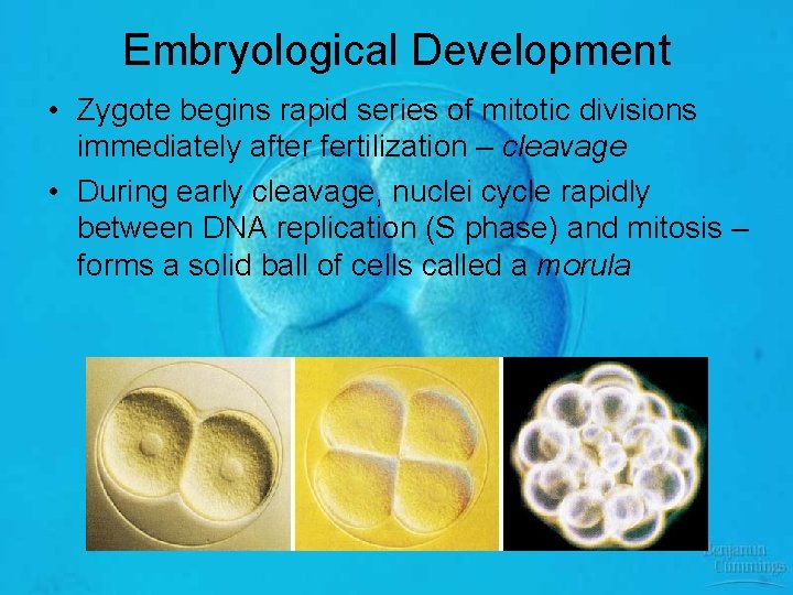 Embryological Development • Zygote begins rapid series of mitotic divisions immediately after fertilization –