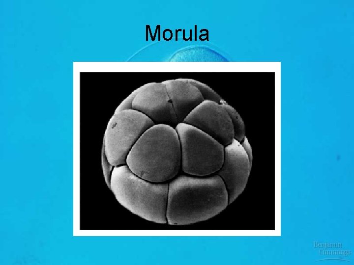 Morula 