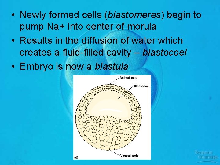  • Newly formed cells (blastomeres) begin to pump Na+ into center of morula