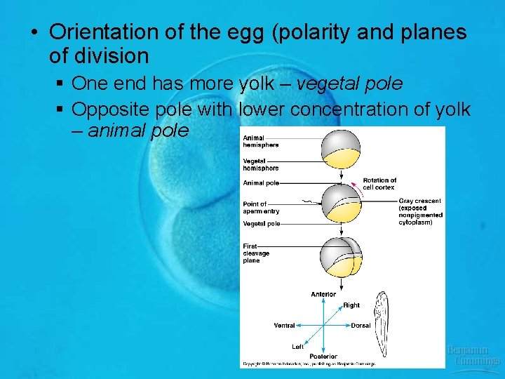  • Orientation of the egg (polarity and planes of division § One end