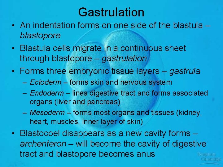 Gastrulation • An indentation forms on one side of the blastula – blastopore •