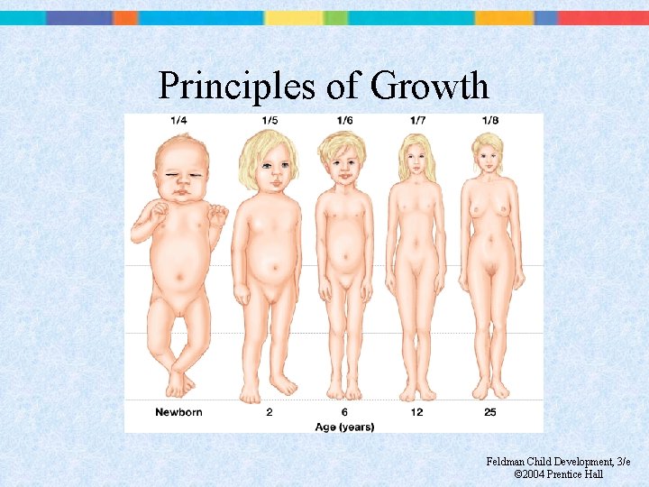 Principles of Growth Feldman Child Development, 3/e © 2004 Prentice Hall 