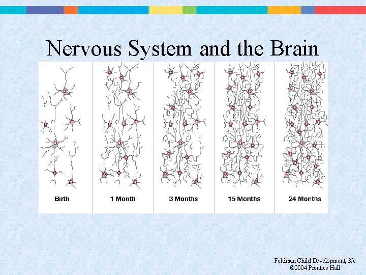 Nervous System and the Brain Feldman Child Development, 3/e © 2004 Prentice Hall 