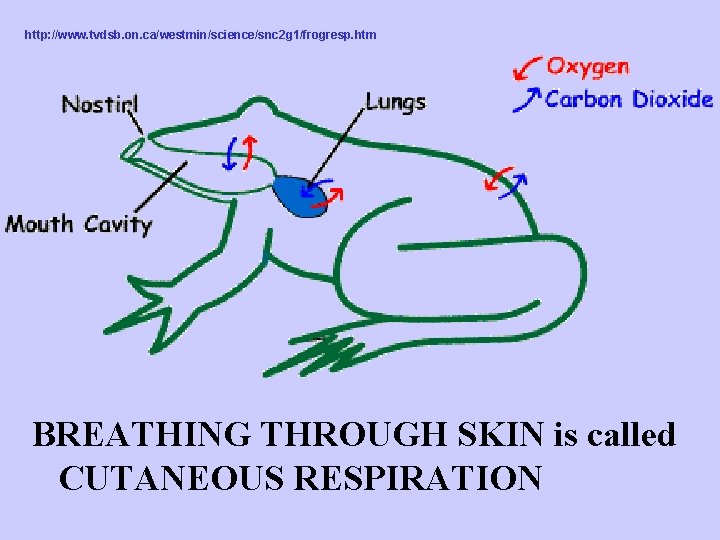 http: //www. tvdsb. on. ca/westmin/science/snc 2 g 1/frogresp. htm BREATHING THROUGH SKIN is called