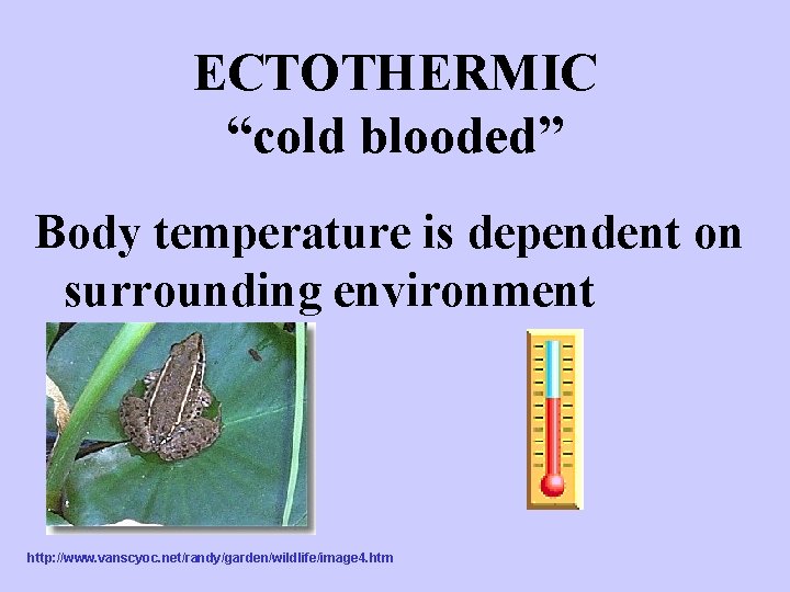 ECTOTHERMIC “cold blooded” Body temperature is dependent on surrounding environment http: //www. vanscyoc. net/randy/garden/wildlife/image