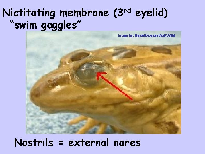 Nictitating membrane (3 rd eyelid) “swim goggles” Image by: Riedell/Vander. Wal© 2006 Nostrils =