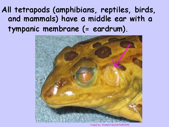 All tetrapods (amphibians, reptiles, birds, and mammals) have a middle ear with a tympanic