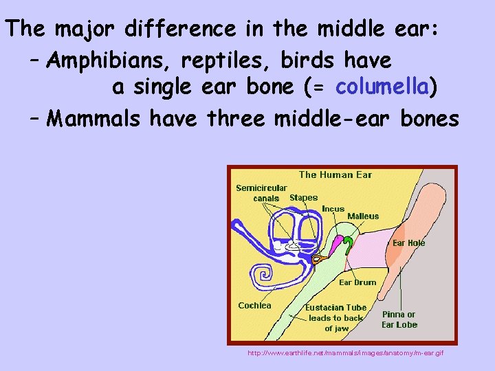 The major difference in the middle ear: – Amphibians, reptiles, birds have a single