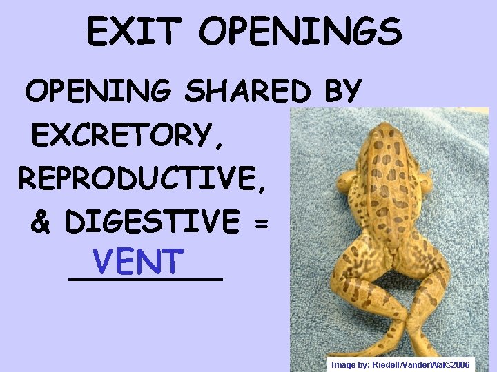 EXIT OPENINGS OPENING SHARED BY EXCRETORY, REPRODUCTIVE, & DIGESTIVE = VENT ____ Image by: