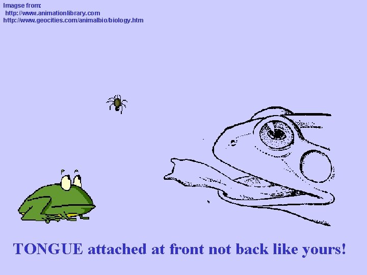 Imagse from: http: //www. animationlibrary. com http: //www. geocities. com/animalbio/biology. htm TONGUE attached at