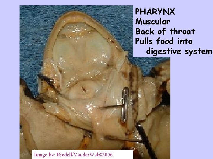PHARYNX Muscular Back of throat Pulls food into digestive system Image by: Riedell/Vander. Wal©