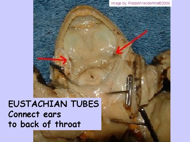 Image by: Riedell/Vander. Wal© 2006 EUSTACHIAN TUBES Connect ears to back of throat 