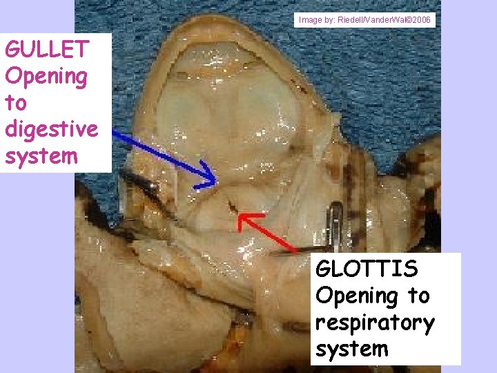 Image by: Riedell/Vander. Wal© 2006 GULLET Opening to digestive system GLOTTIS Opening to respiratory