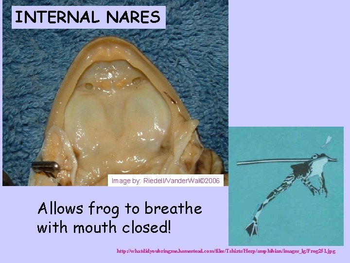 INTERNAL NARES Image by: Riedell/Vander. Wal© 2006 Allows frog to breathe with mouth closed!