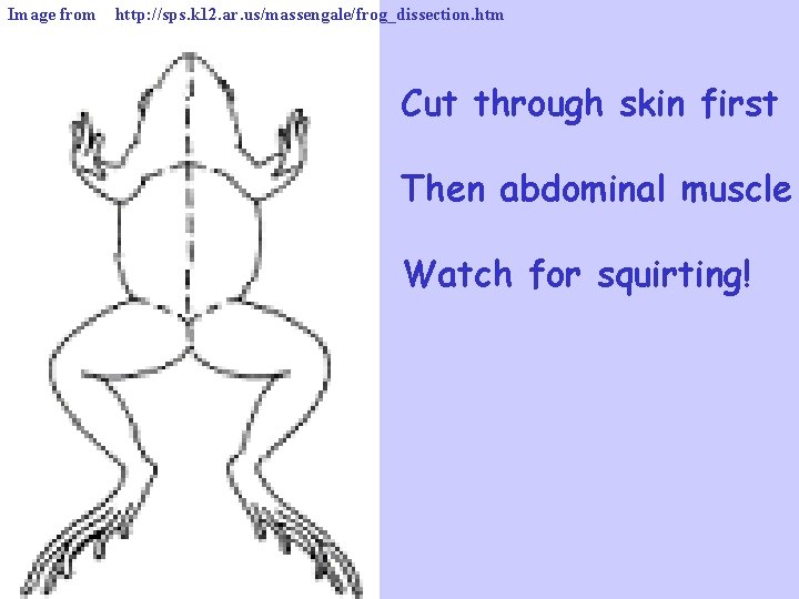 Image from http: //sps. k 12. ar. us/massengale/frog_dissection. htm Cut through skin first Then