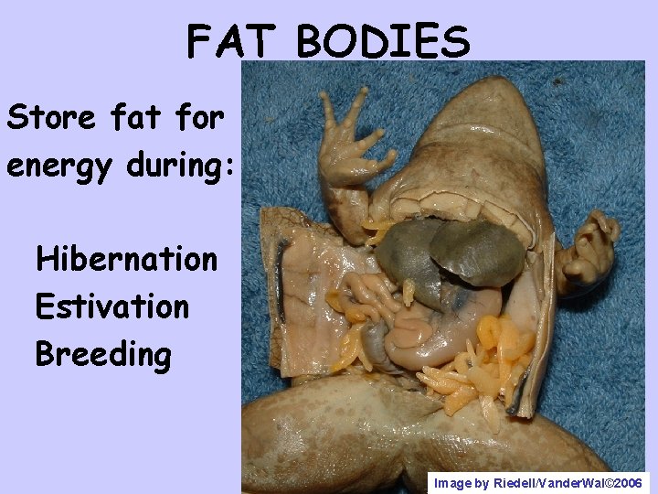 FAT BODIES Store fat for energy during: Hibernation Estivation Breeding Image by Riedell/Vander. Wal©