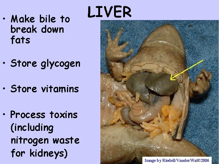  • Make bile to break down fats LIVER • Store glycogen • Store