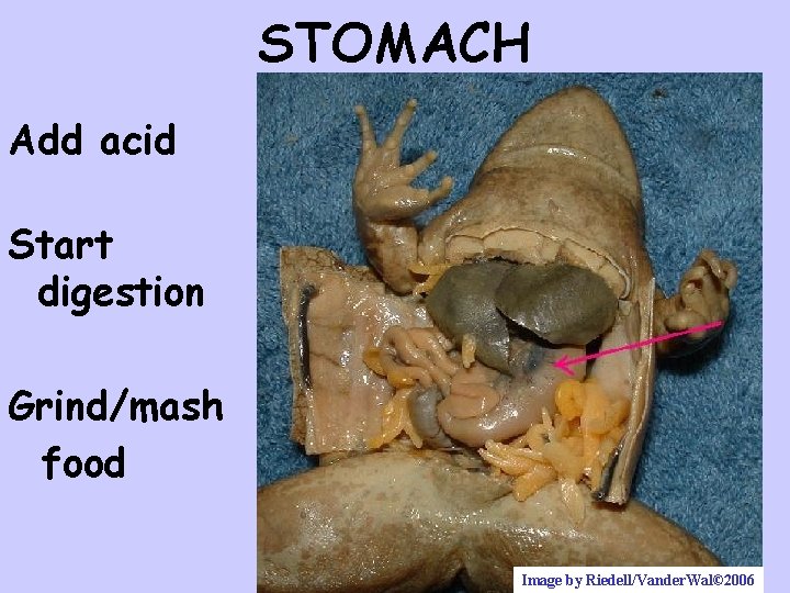 STOMACH Add acid Start digestion Grind/mash food Image by Riedell/Vander. Wal© 2006 