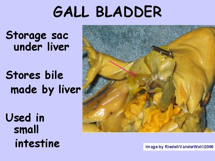 GALL BLADDER Storage sac under liver Stores bile made by liver Used in small