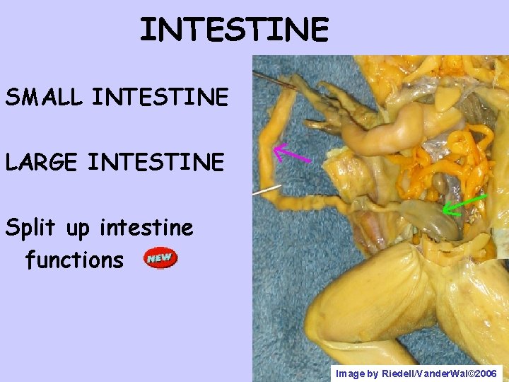 INTESTINE SMALL INTESTINE LARGE INTESTINE Split up intestine functions Image by Riedell/Vander. Wal© 2006