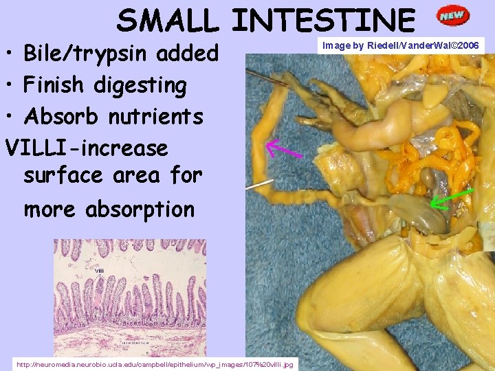 SMALL INTESTINE • Bile/trypsin added • Finish digesting • Absorb nutrients VILLI-increase surface area