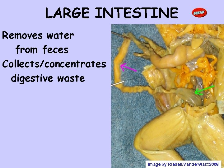 LARGE INTESTINE Removes water from feces Collects/concentrates digestive waste Image by Riedell/Vander. Wal© 2006