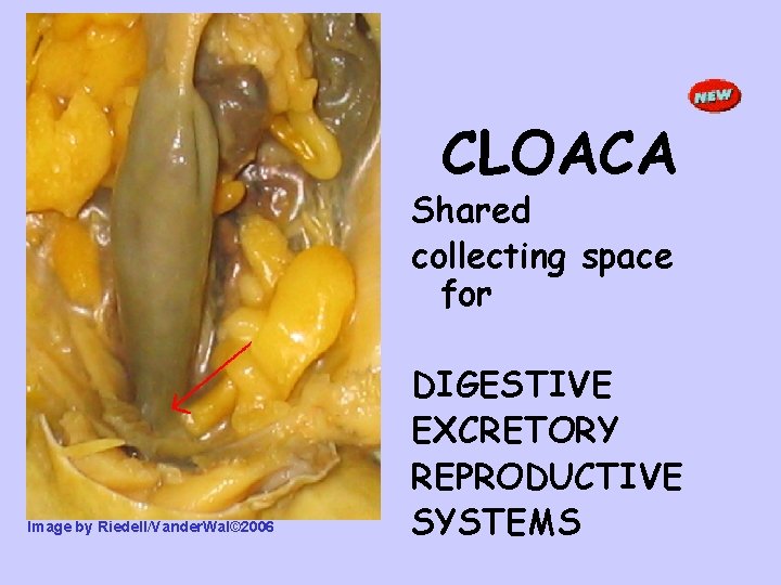 CLOACA Shared collecting space for Image by Riedell/Vander. Wal© 2006 DIGESTIVE EXCRETORY REPRODUCTIVE SYSTEMS