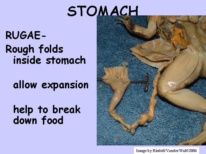 STOMACH RUGAERough folds inside stomach allow expansion help to break down food Image by