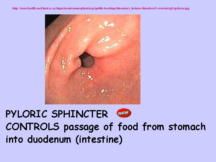 http: //www. health. auckland. ac. nz/departments/neurophysiology/public/teaching/alimentary_lectures/datashow/1 -overview/gfx/pylorus. jpg PYLORIC SPHINCTER CONTROLS passage of food