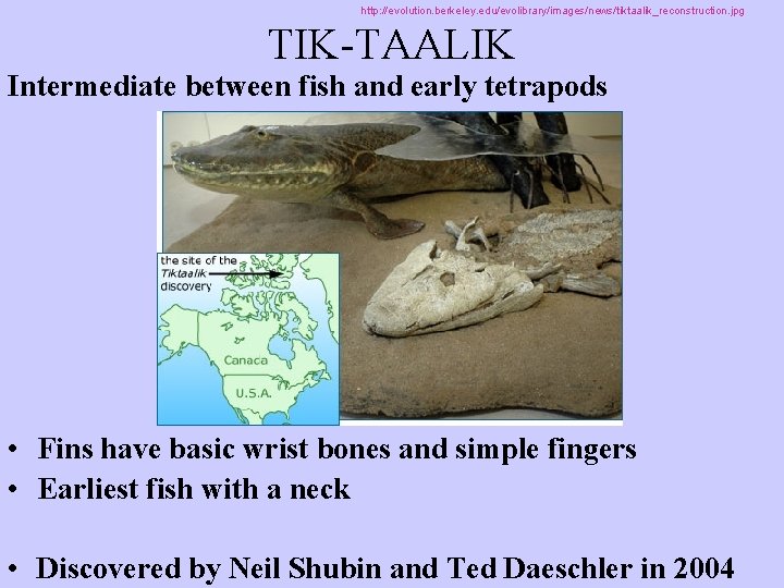 http: //evolution. berkeley. edu/evolibrary/images/news/tiktaalik_reconstruction. jpg TIK-TAALIK Intermediate between fish and early tetrapods • Fins
