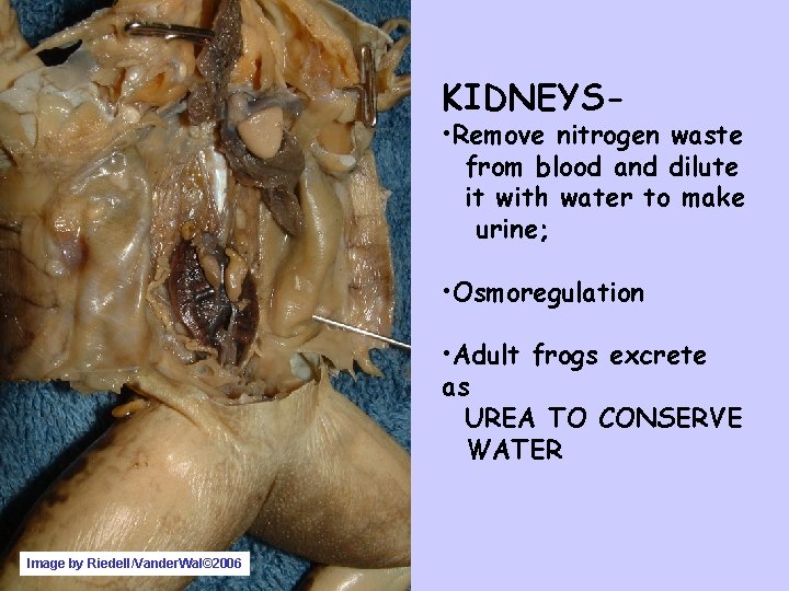 KIDNEYS- • Remove nitrogen waste from blood and dilute it with water to make