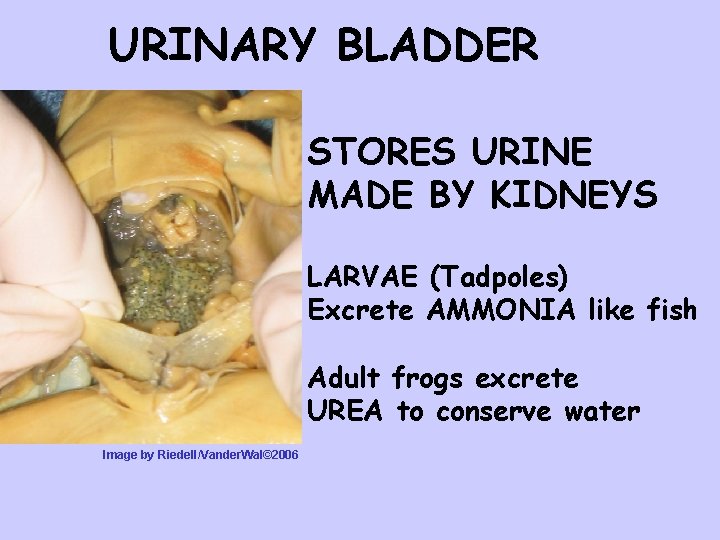URINARY BLADDER STORES URINE MADE BY KIDNEYS LARVAE (Tadpoles) Excrete AMMONIA like fish Adult