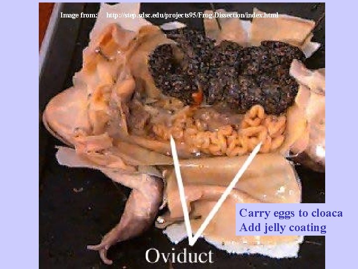 Image from: http: //step. sdsc. edu/projects 95/Frog. Dissection/index. html Carry eggs to cloaca Add