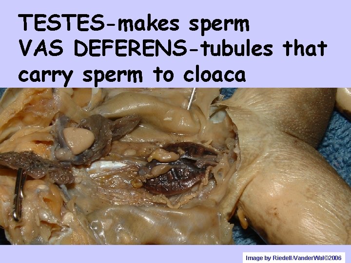 TESTES-makes sperm VAS DEFERENS-tubules that carry sperm to cloaca Image by Riedell/Vander. Wal© 2006