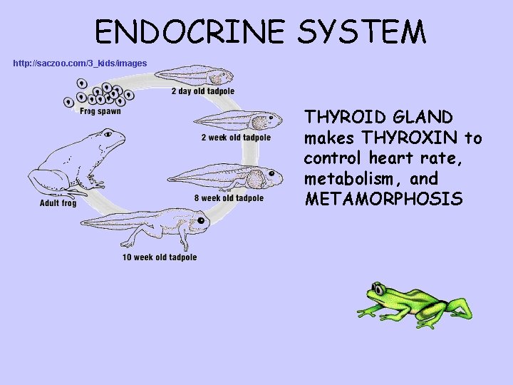 ENDOCRINE SYSTEM http: //saczoo. com/3_kids/images THYROID GLAND makes THYROXIN to control heart rate, metabolism,