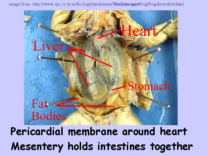 image from: http: //www. spc. cc. tx. us/biology/jmckinney/Studyimages/frogdissectlist. html Pericardial membrane around heart Mesentery