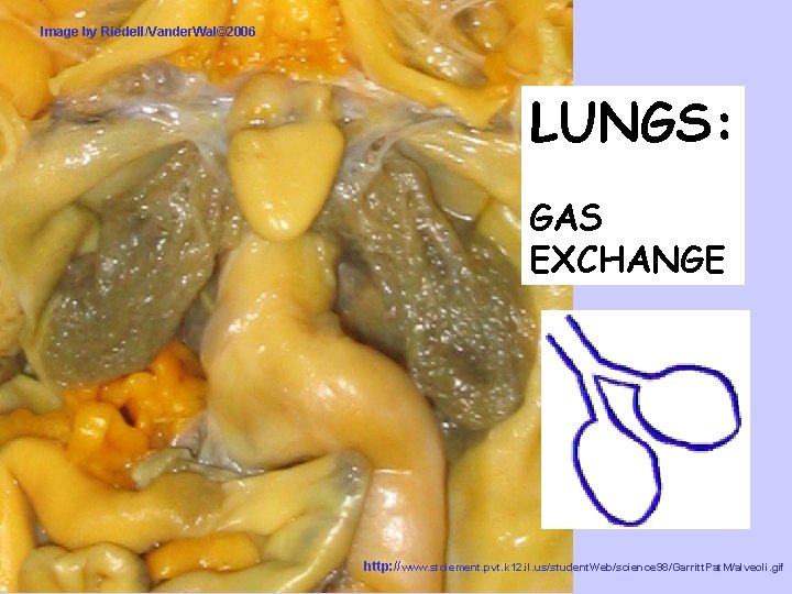 Image by Riedell/Vander. Wal© 2006 LUNGS: GAS EXCHANGE http: //www. stclement. pvt. k 12.