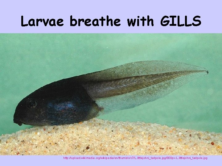 Larvae breathe with GILLS http: //upload. wikimedia. org/wikipedia/en/thumb/c/c 7/L. littlejohni_tadpole. jpg/800 px-L. littlejohni_tadpole. jpg