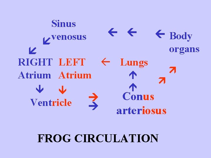 Sinus venosus RIGHT LEFT Lungs Atrium Ventricle Body organs Conus arteriosus FROG CIRCULATION 