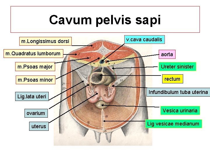 Cavum pelvis sapi m. Longissimus dorsi m. Quadratus lumborum m. Psoas major m. Psoas