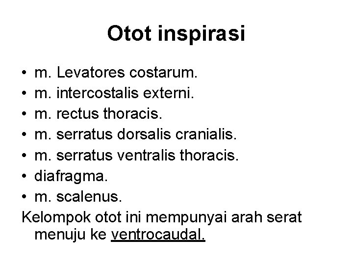 Otot inspirasi • m. Levatores costarum. • m. intercostalis externi. • m. rectus thoracis.