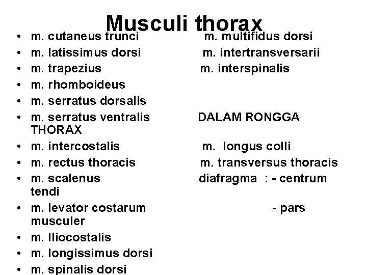  • • • • Musculi thorax m. cutaneus trunci m. multifidus dorsi m.