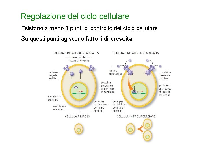 Regolazione del ciclo cellulare Esistono almeno 3 punti di controllo del ciclo cellulare Su
