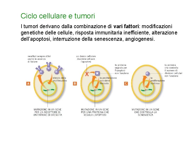 Ciclo cellulare e tumori I tumori derivano dalla combinazione di vari fattori: modificazioni genetiche